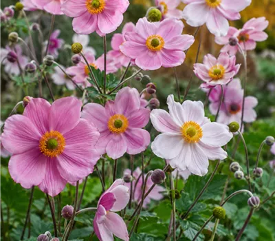 Anemone Mix