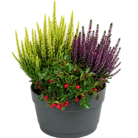 Calluna Beauty Ladies Callberries