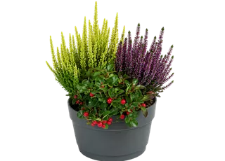 Seite 2_Calluna Callberries2.png