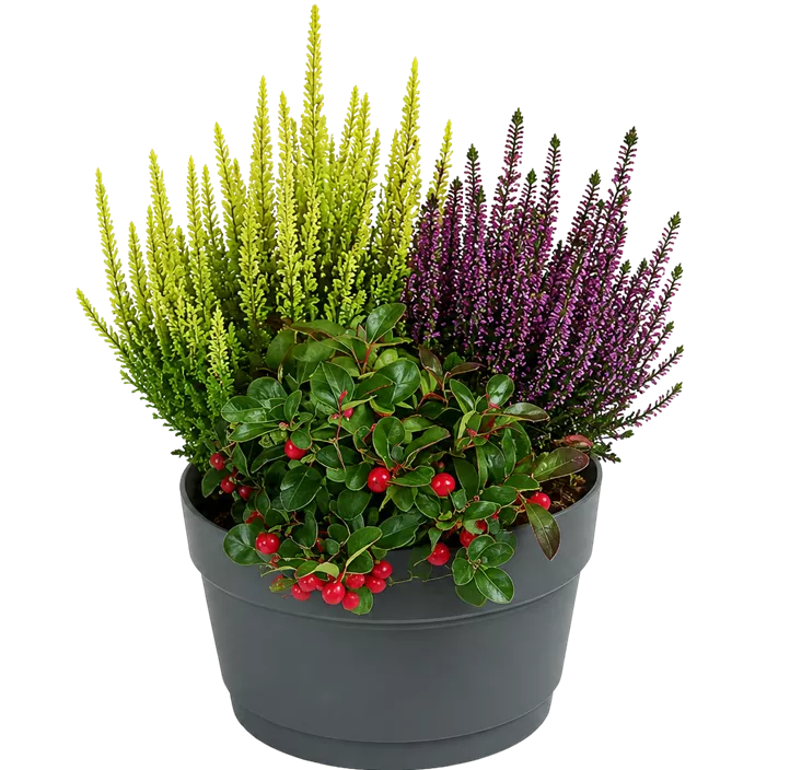 Besenheide Beauty Ladies Callberries