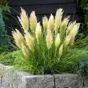 Cortaderia Tiny Pampa