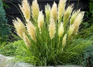 Seite 2_Cortederia Tiny Pampa (2).jpg