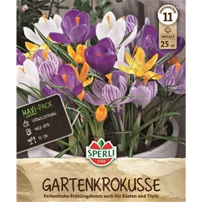 Crocus vernus Mischung