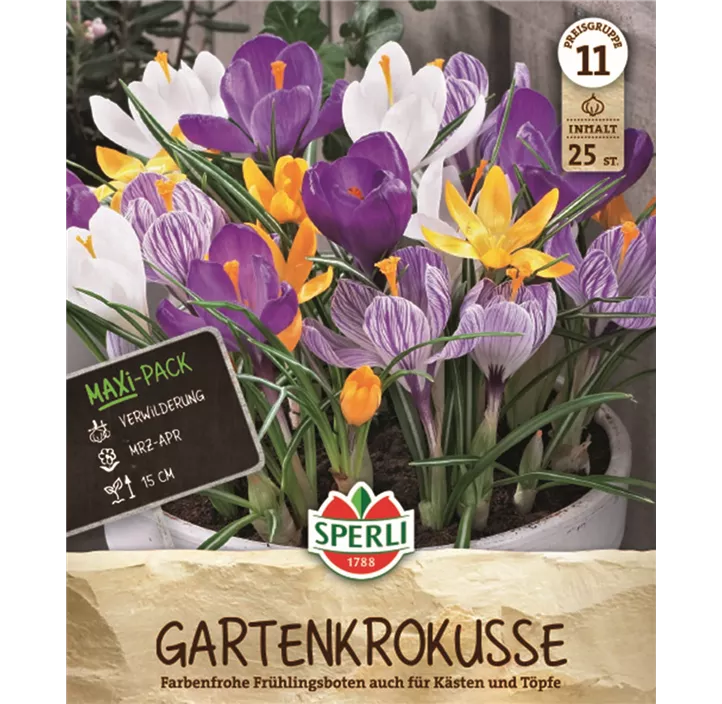 Frühlings-Krokus