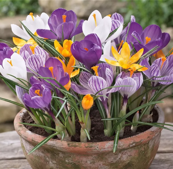 Frühlings-Krokus
