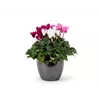 bellaflora Gartencenter GmbH