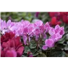 bellaflora Gartencenter GmbH