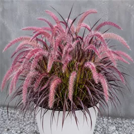 Pennisetum setaceum Tiny Tails