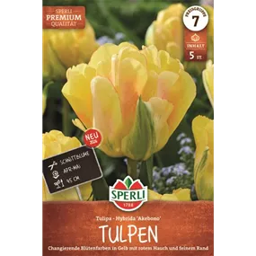 Tulipa hybrids Akebono