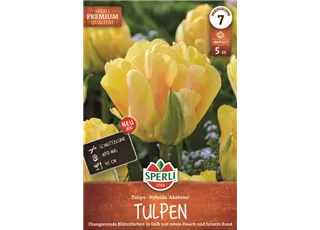 Seite 5 - Tulpen Akebono.jpg