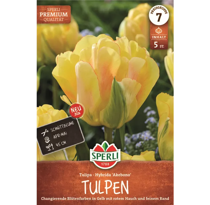 Tulpen Akebono