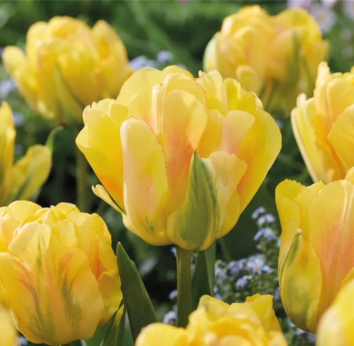 Tulpen Akebono