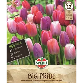 Tulipa hybrids Big Pride