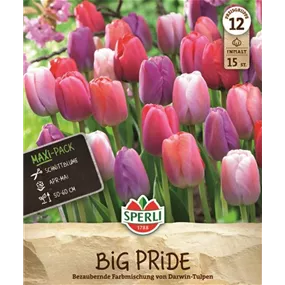 Tulipa hybrids Big Pride