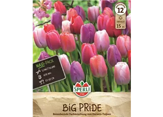 Seite 5 - Tulpenmischung 1 (1).jpg