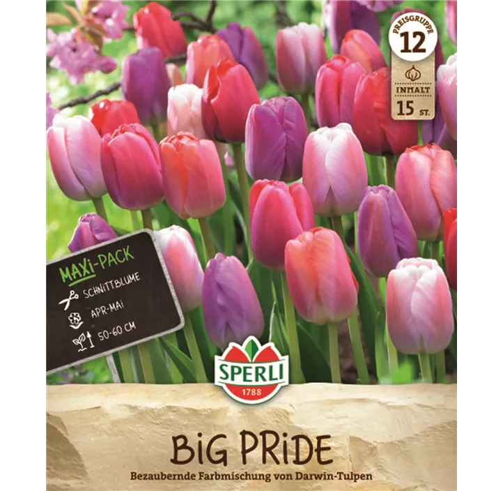 Tulpen Big Pride