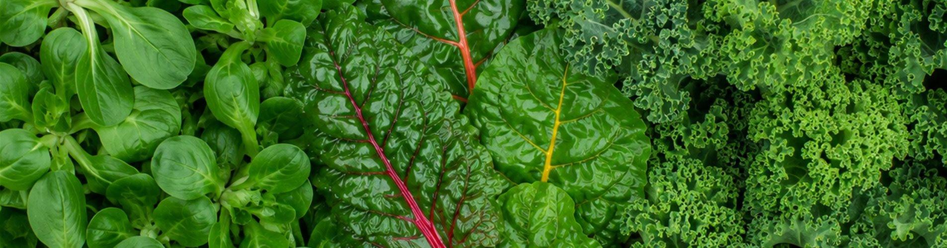 Bio Wintersalate