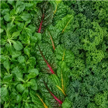 Bio Wintervitamine