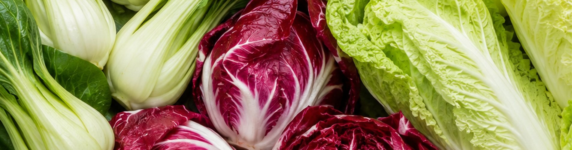 Bio Gemüsejungpflanzen