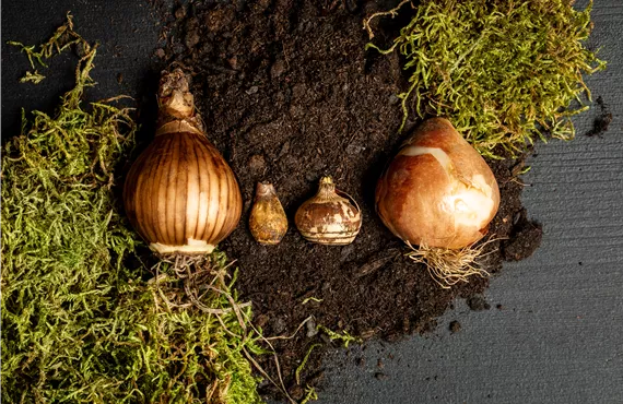 Verschiedene Blumenzwiebeln Verschiedene Blumenzwiebeln
