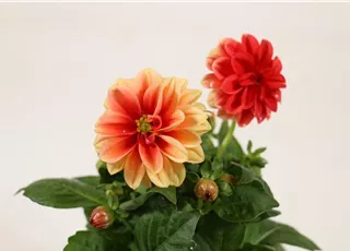 Dhalia_Dhalie_orange-rot (5).JPG
