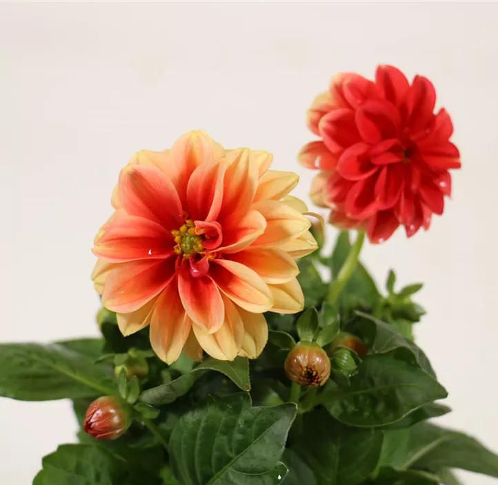 Dahlie ‚Autumn Mix‘