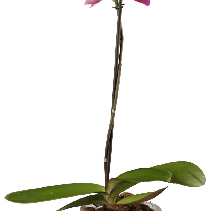 Schmetterlingsorchidee Schmetterlingsorchidee