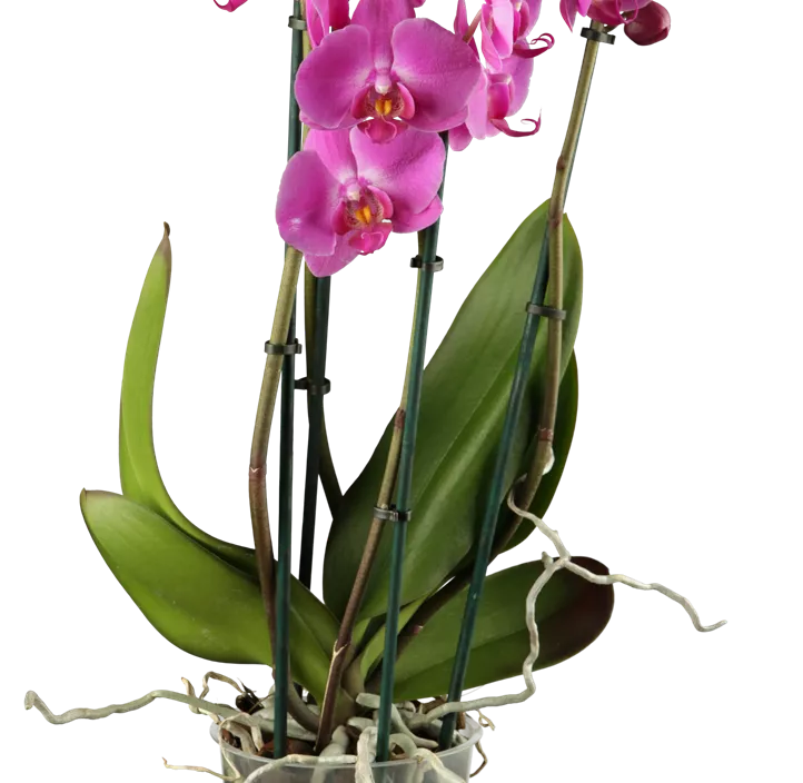 Schmetterlingsorchidee Schmetterlingsorchidee