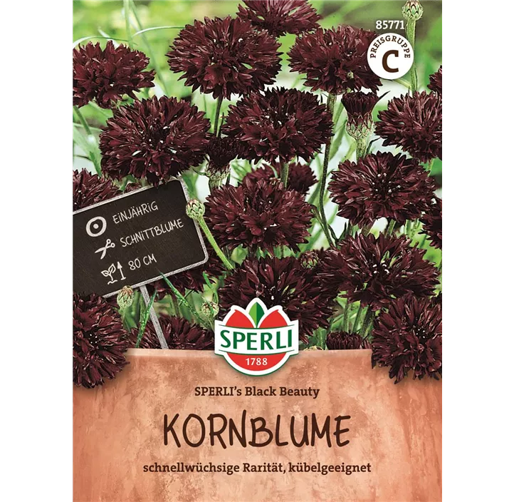 Kornblume SPERLI's Black Beauty