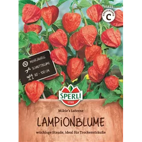 Lampionblume Mikies Laterne