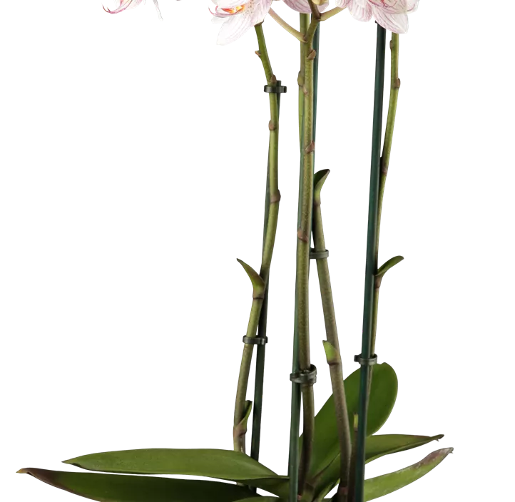 Schmetterlingsorchidee Schmetterlingsorchidee