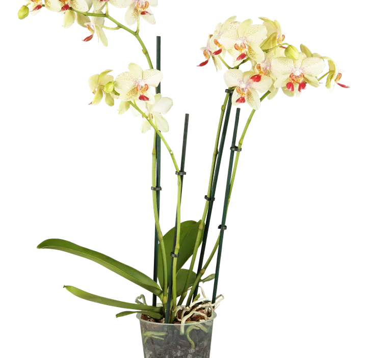 Kleinblumige Schmetterlingsorchidee Kleinblumige Schmetterlingsorchidee