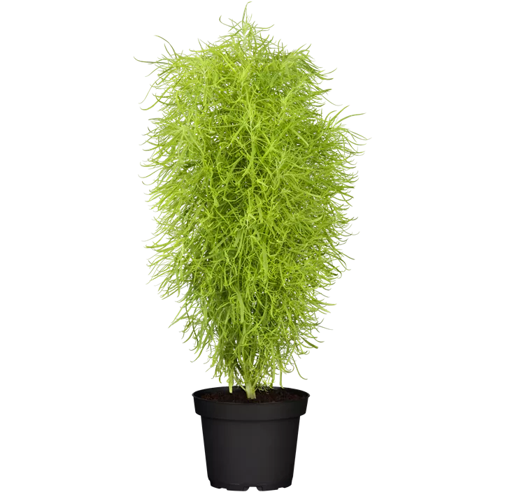 Farnblättriger Faulbaum 'Fine Line'®
