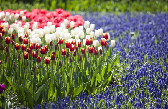 Tulipa, Muscari Tulipa, Muscari