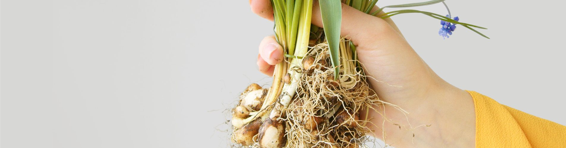 Header Blumenzwiebeln pflanzen Header Blumenzwiebeln pflanzen