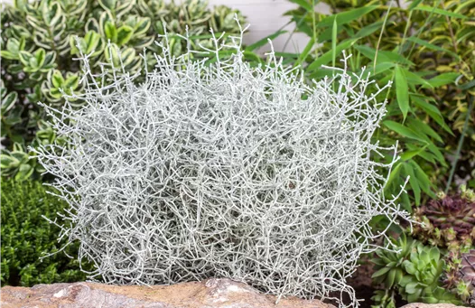 Calocephalus brownii