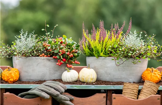 Pflanzgefäße im Herbst - Ambiente