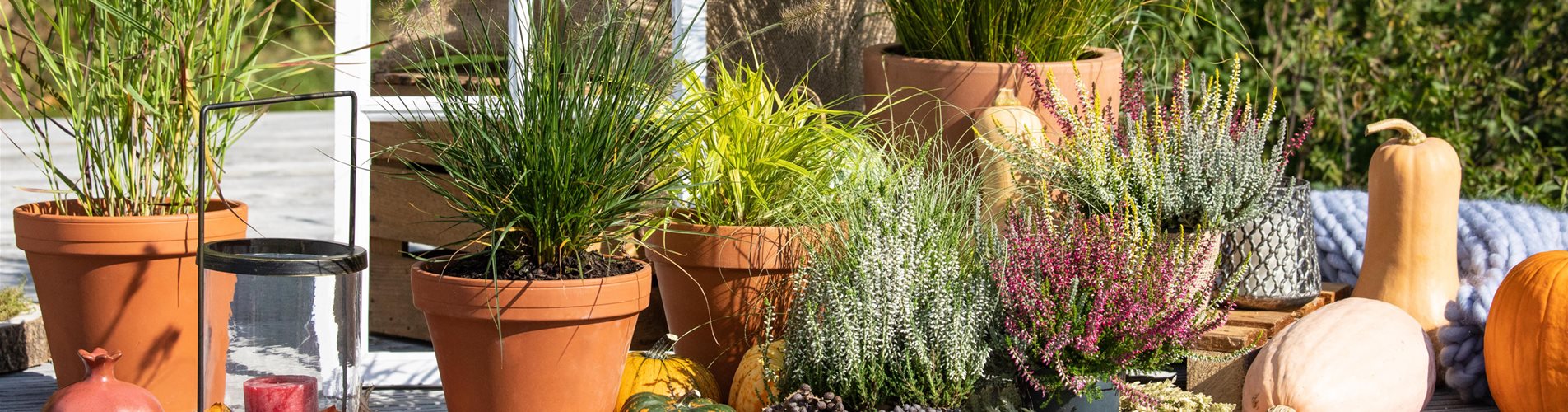Herbstblüher Header