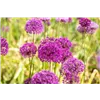 bellaflora Gartencenter GmbH