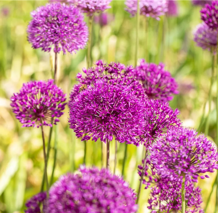 Garten-Kugel-Lauch 'Purple Sensation'