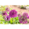bellaflora Gartencenter GmbH
