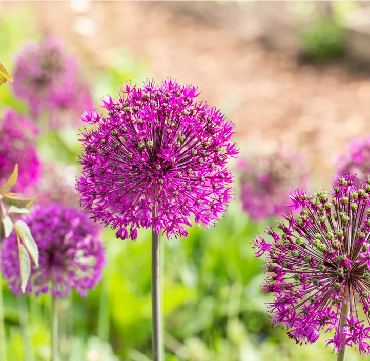 Garten-Kugel-Lauch 'Purple Sensation'