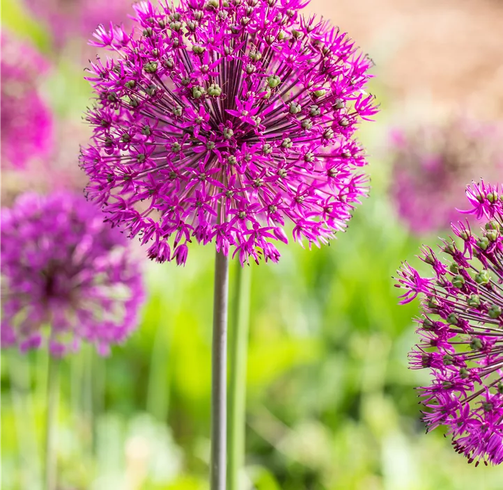Garten-Kugel-Lauch 'Purple Sensation'