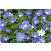 bellaflora Gartencenter GmbH