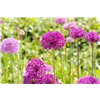 bellaflora Gartencenter GmbH