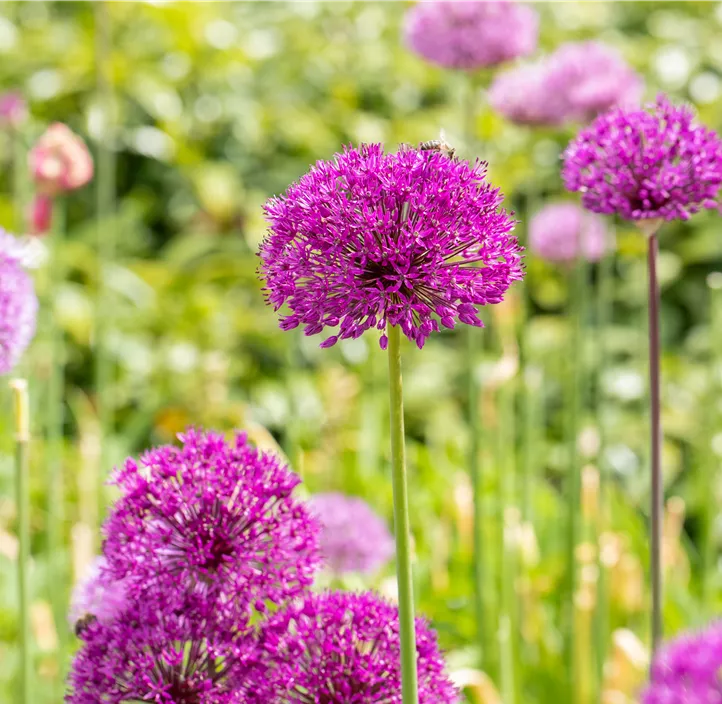 Garten-Kugel-Lauch 'Purple Sensation'