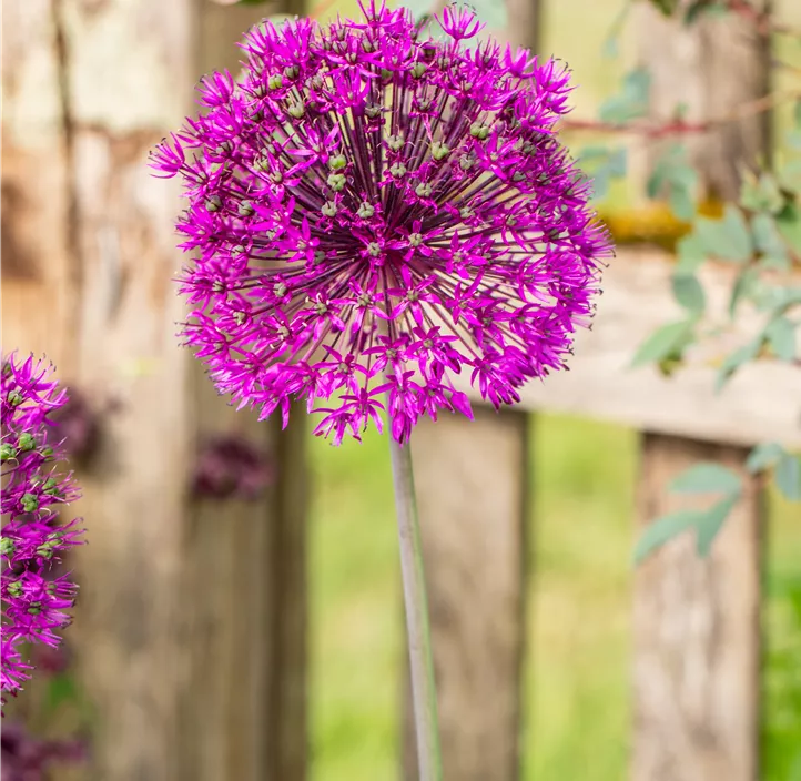 Garten-Kugel-Lauch 'Purple Sensation'