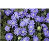bellaflora Gartencenter GmbH