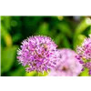 bellaflora Gartencenter GmbH
