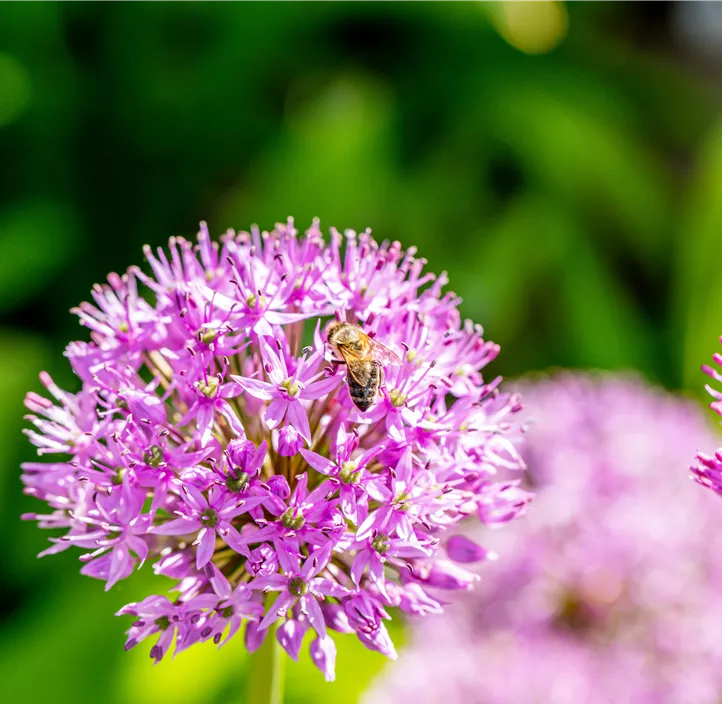 Garten-Kugel-Lauch 'Purple Sensation'